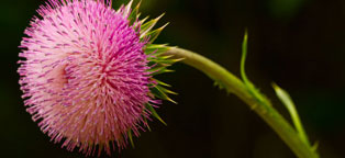 轰炸电话信息软件免费版