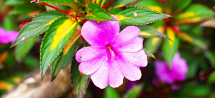 如何轰炸对方手机号